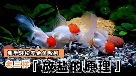 金魚飼養